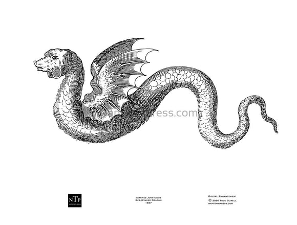 Printable Coloring Page 17th Century “Bee-Winged” Dragon