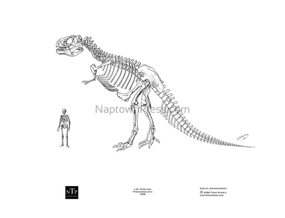 Printable Coloring Sheet Tyrannosaurus Skeleton